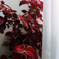 gal/Untitled (Project)/_thb_002HylaSkopitz.jpg